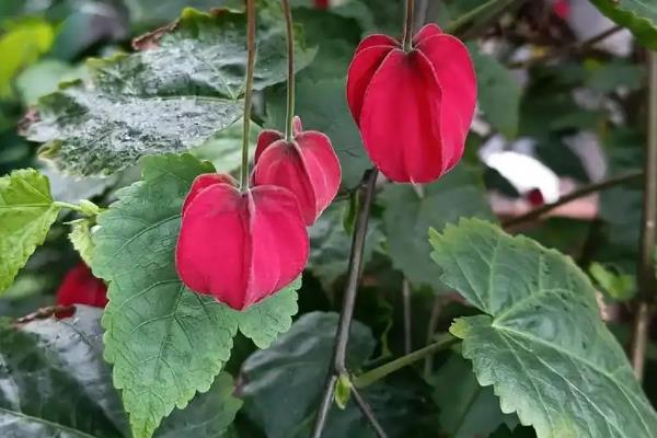 灯笼花为何掉花苞，主要有温度过高、浇水过度、施肥不当这3个因素