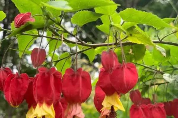 灯笼花为何掉花苞，主要有温度过高、浇水过度、施肥不当这3个因素