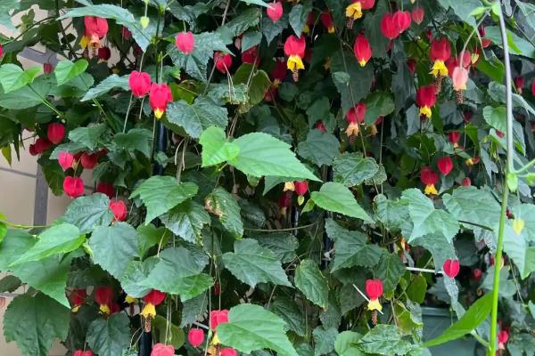灯笼花为何掉花苞，主要有温度过高、浇水过度、施肥不当这3个因素