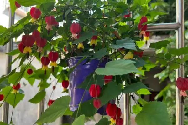 灯笼花为何掉花苞，主要有温度过高、浇水过度、施肥不当这3个因素