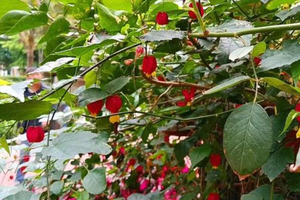 灯笼花为何掉花苞，主要有温度过高、浇水过度、施肥不当这3个因素