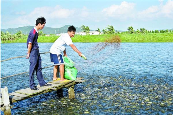 对虾白斑病如何防治，要保持水源干净且定时消毒
