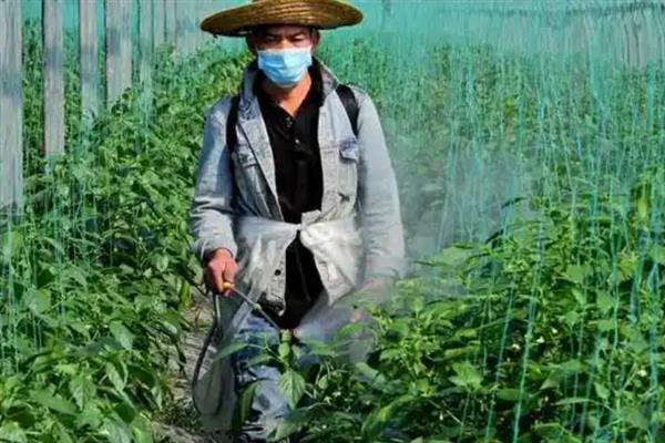 对辣椒打除草剂有影响吗，通常不会引发严重的后果