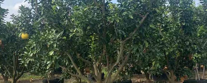 移栽大柚子树的方法，带土定植并剪除老根和烂根