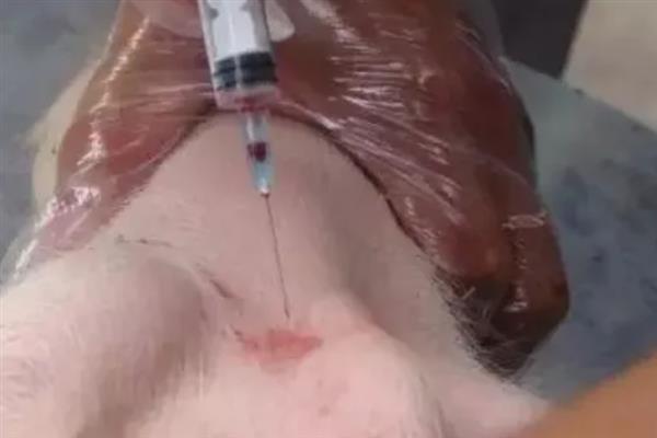 猪低温不吃食如何处理，软骨猪可注射葡萄糖和维生素