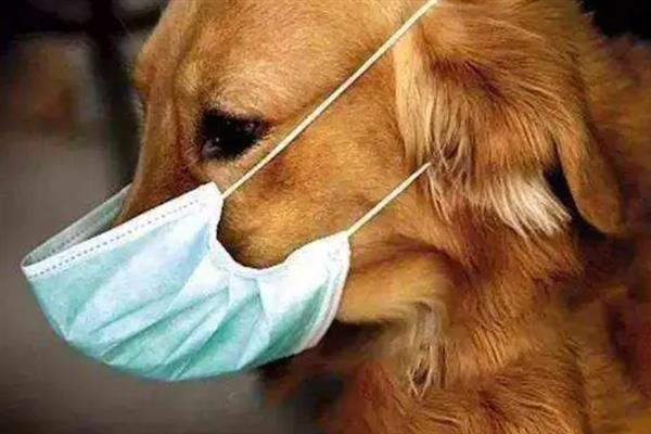 犬感染冠状病毒病有什么症状，发病初期有嗜睡、乏力、厌食等表现