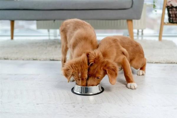 犬感染冠状病毒病有什么症状，发病初期有嗜睡、乏力、厌食等表现