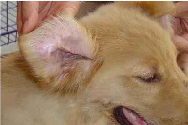犬感染冠状病毒病有什么症状，发病初期有嗜睡、乏力、厌食等表现