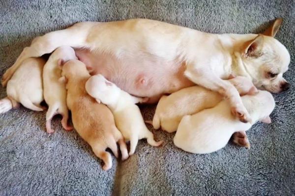 犬感染冠状病毒病有什么症状，发病初期有嗜睡、乏力、厌食等表现