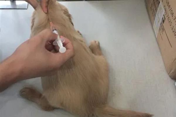 犬感染冠状病毒病有什么症状，发病初期有嗜睡、乏力、厌食等表现