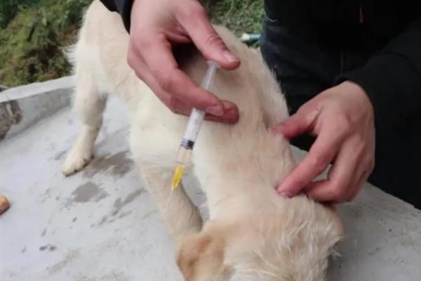 犬感染冠状病毒病有什么症状，发病初期有嗜睡、乏力、厌食等表现
