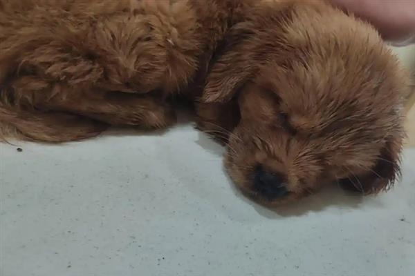 犬感染冠状病毒病有什么症状，发病初期有嗜睡、乏力、厌食等表现