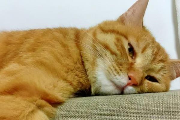 猫咪没精神如何解决，平时要多陪伴并与它玩耍