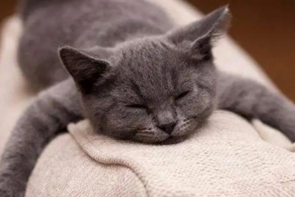 猫咪没精神如何解决，平时要多陪伴并与它玩耍