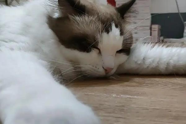猫咪没精神如何解决，平时要多陪伴并与它玩耍