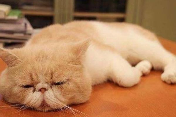 猫咪没精神如何解决，平时要多陪伴并与它玩耍
