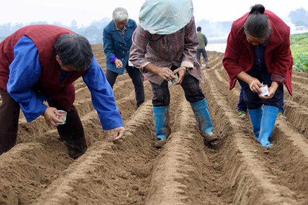水萝卜的种植技术，一年四季都可以大棚播种种植