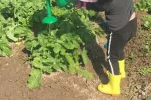 水萝卜的种植技术，一年四季都可以大棚播种种植