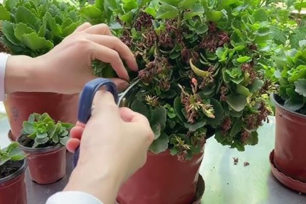如何扦插长寿花才能快速生根，在4-5月份扦插可以提高成活率