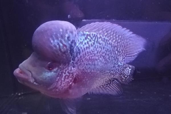 养好罗汉鱼的方法，应根据生长阶段调整水温