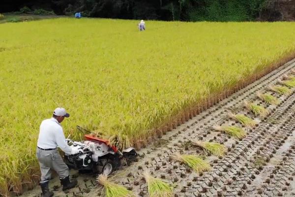 日本农业的发展模式，可分为市民农园、观光农园等