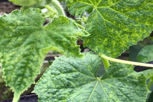 蔬菜有哪三种相似的病害，分为花叶、蕨叶、条斑