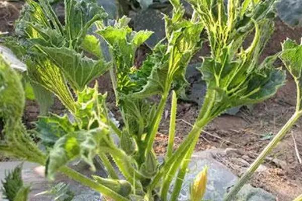 蔬菜有哪三种相似的病害，分为花叶、蕨叶、条斑