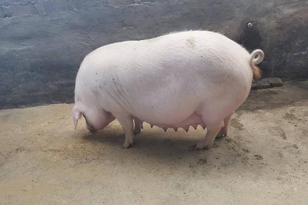 母猪便秘能喂小苏打吗，母猪便秘喂小苏打可以