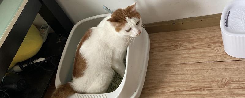 猫咪尿闭有哪些症状，公猫表现为频繁地去刨猫砂