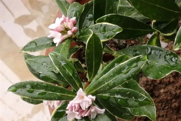 冬天金边瑞香多久浇一次水，冬天1周浇一次水