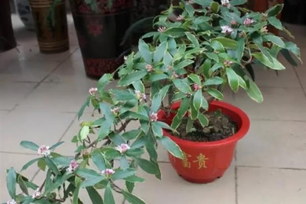 冬天金边瑞香多久浇一次水，冬天1周浇一次水