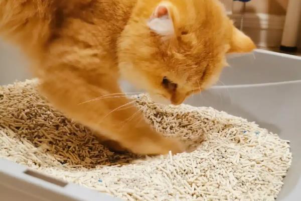 猫咪尿闭有哪些症状，公猫表现为频繁地去刨猫砂
