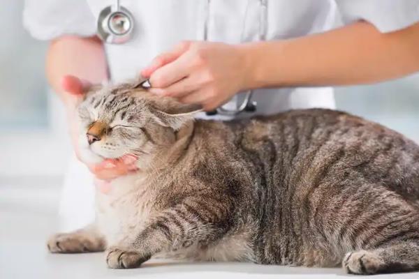 猫咪尿闭有哪些症状，公猫表现为频繁地去刨猫砂