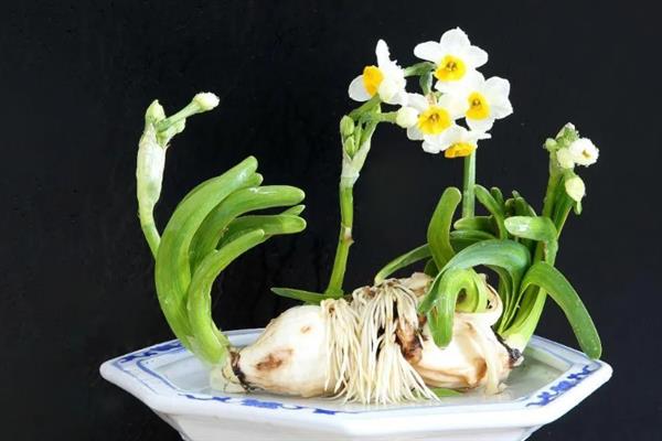 水仙的开花时间，一般为3-4月份