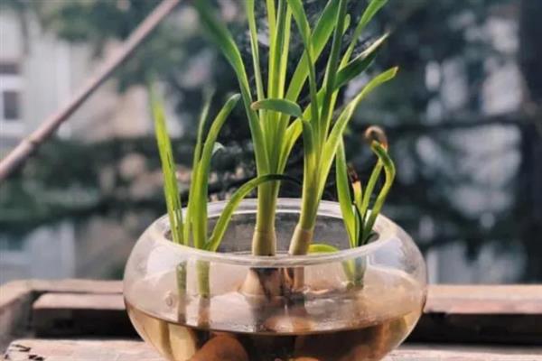 水仙的开花时间，一般为3-4月份