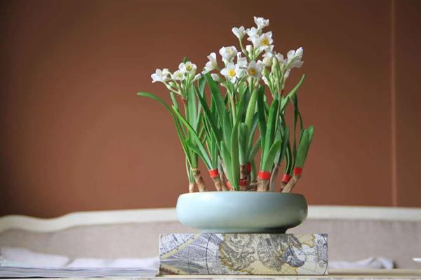 水仙的开花时间，一般为3-4月份