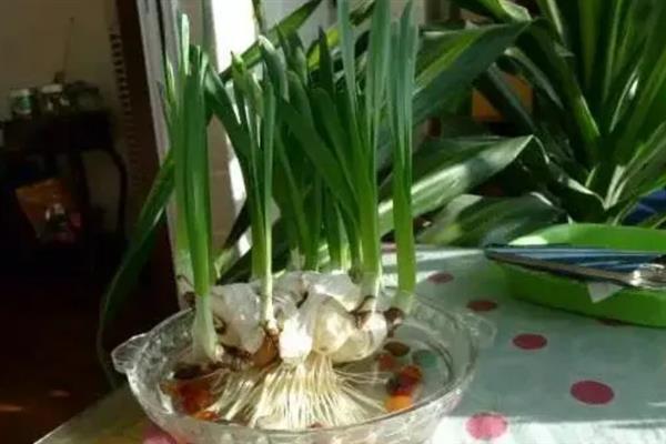 水仙的开花时间，一般为3-4月份
