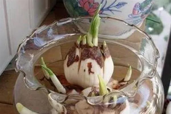 水仙的开花时间，一般为3-4月份