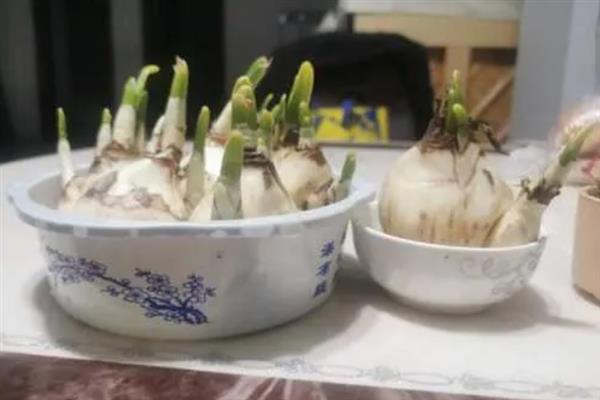 水仙的开花时间，一般为3-4月份