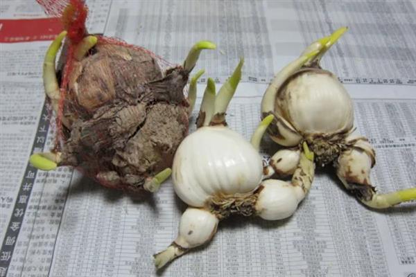 水仙的开花时间，一般为3-4月份