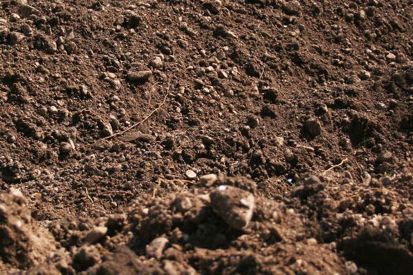 圆叶景天如何养殖，喜欢光照充足的环境