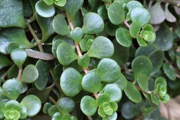 圆叶景天如何养殖，喜欢光照充足的环境