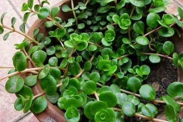 圆叶景天如何养殖，喜欢光照充足的环境