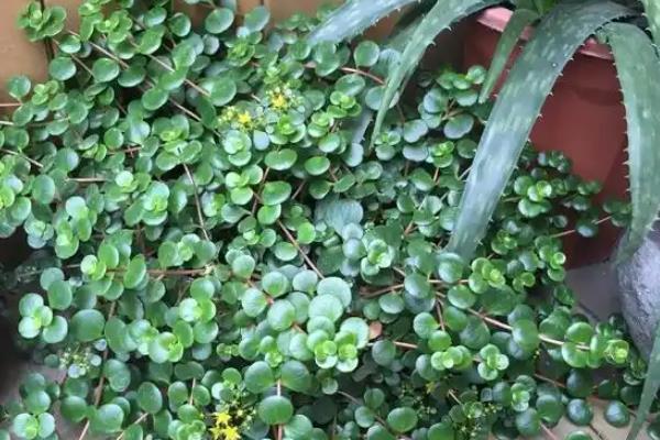 圆叶景天如何养殖，喜欢光照充足的环境