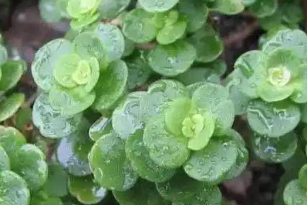 圆叶景天如何养殖，喜欢光照充足的环境