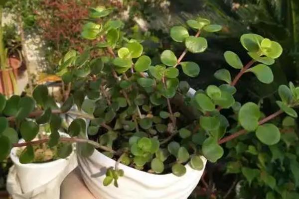 圆叶景天如何养殖，喜欢光照充足的环境