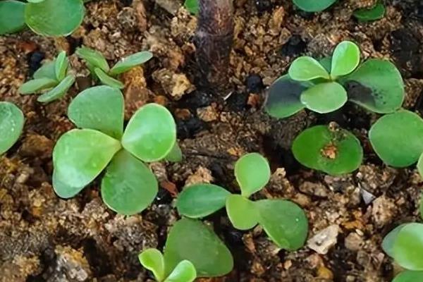 圆叶景天如何养殖，喜欢光照充足的环境