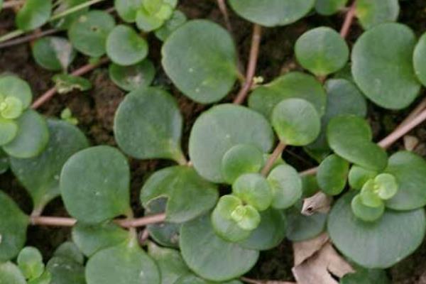 圆叶景天如何养殖，喜欢光照充足的环境