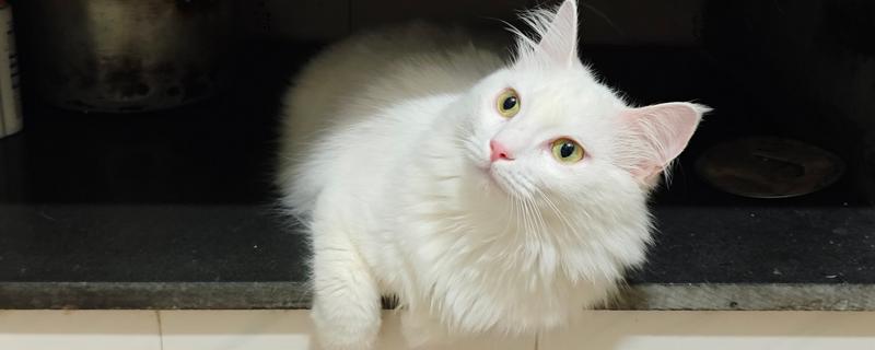 猫支气管炎有什么症状，急性发病时具有咳嗽、呕吐、呼吸急促等表现