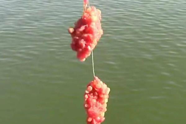 冬天钓鱼没口的原因，可能是温度过低、饵料过淡等因素造成